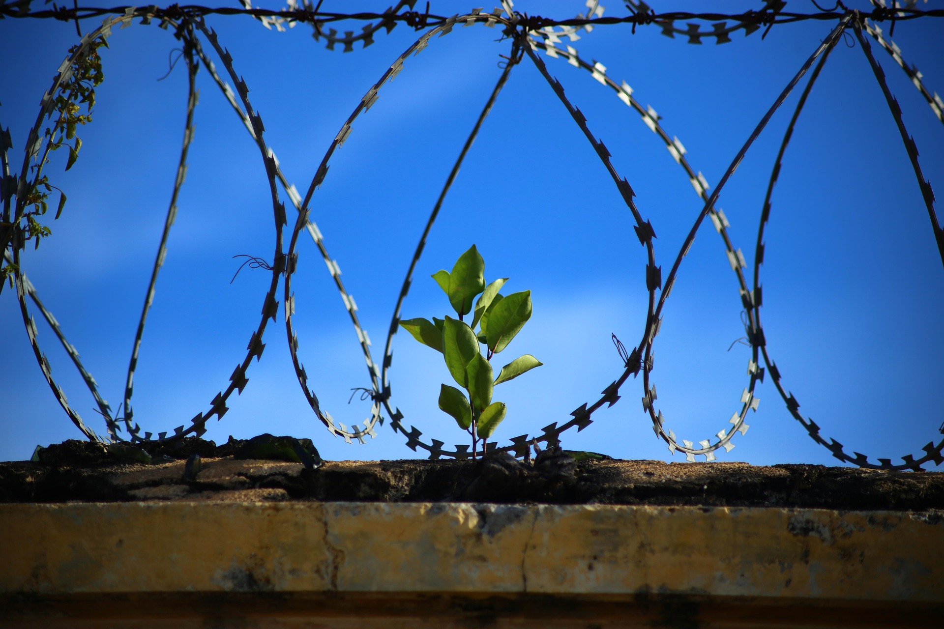 Le voci da dentro. Lettera aperta al Direttore della Direzione Generale dei detenuti e del trattamento