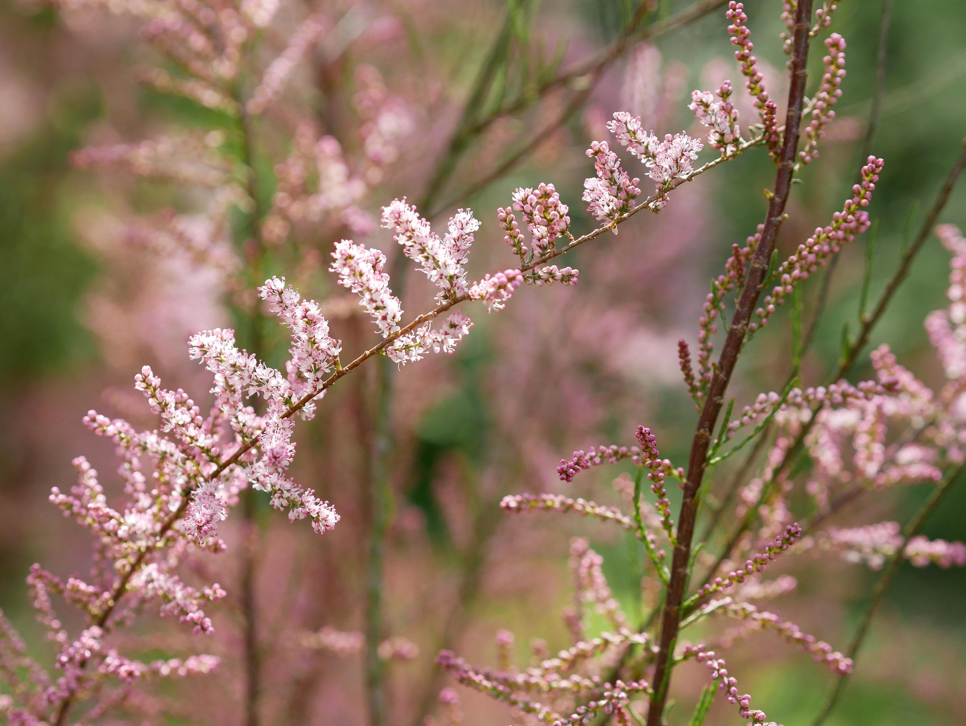 presto di mattina fiore senza difesa