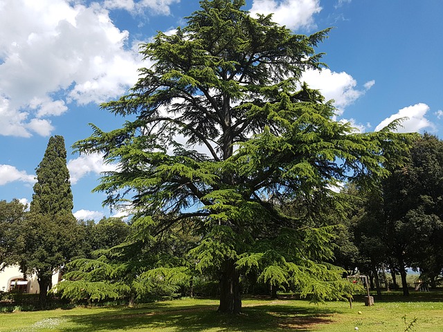 In difesa degli alberi