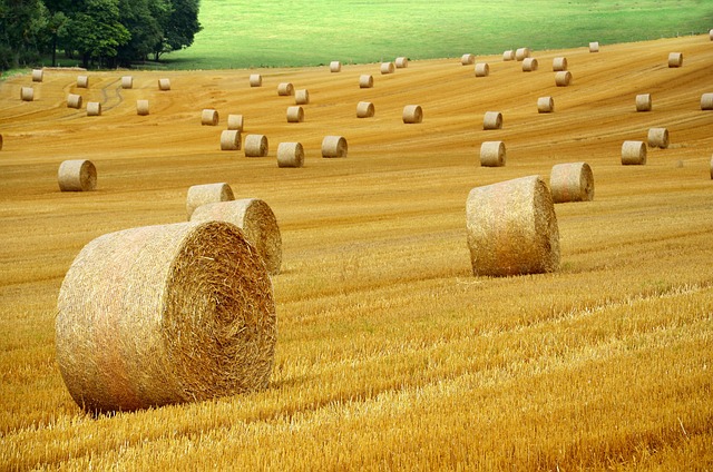 domani si va in campagna