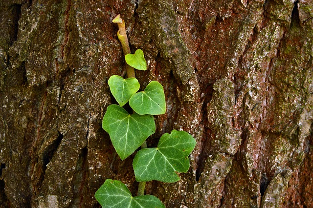 Alla caccia della Volpe Verde. Sonnambulo