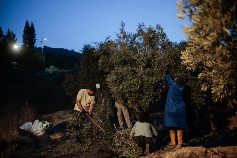 Raccogliere olive prima dell’alba