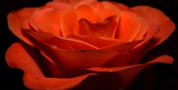 rosa rossa