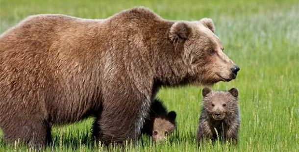 orso-danica