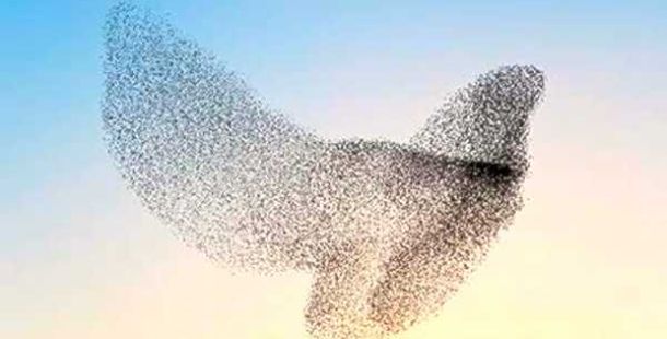 formazione-uccello-volo