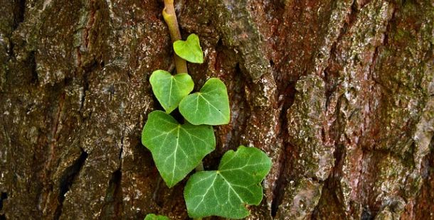 Alla caccia della Volpe Verde. Sonnambulo