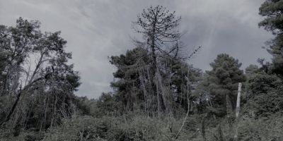 albero morto