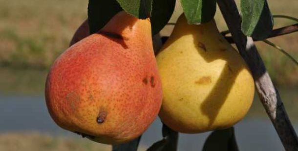 frutti-antichi-pontino