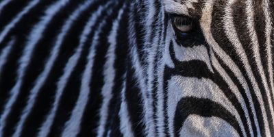 zebra una vita in rima