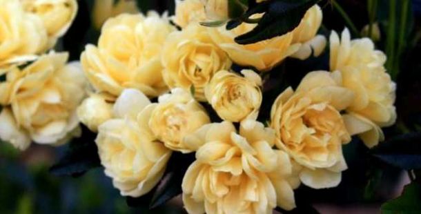 appuntamenti-ferraresi-per-giardinieri-non-solo