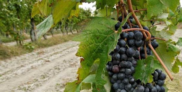 Uva-grappolo-vitigno-vino-Fortana-Bosco-Eliceo
