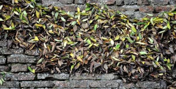 foglie-autunno