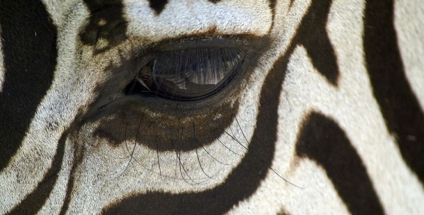 zebra. fa parte della vita