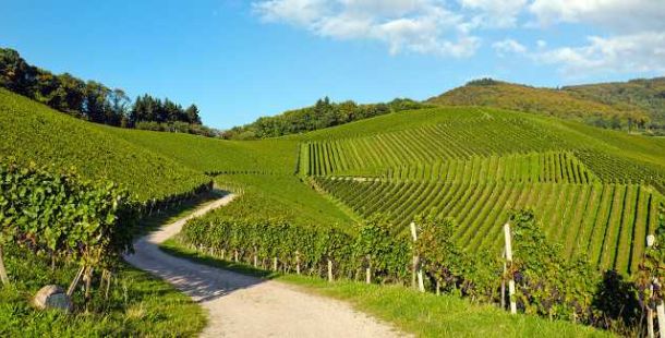 vini-romagna