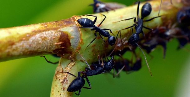 L’istinto bioetico del dono gratuito alla prova dell’individualismo moderno