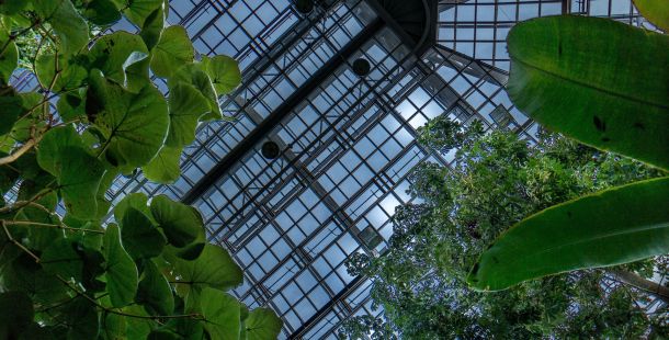 le storie di costanza alla caccia della volpe verde la serra