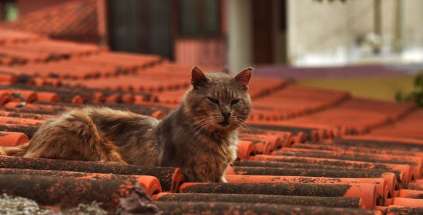Gatto sul tetto