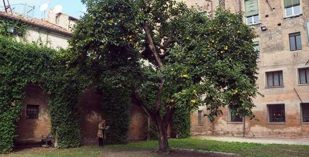 giardino-duchesse-albero-cachi-ferrara