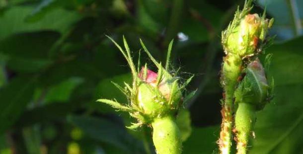 rosa-pidocchio