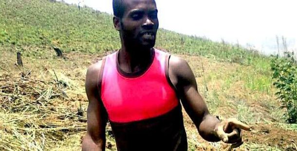 narcisse-africano