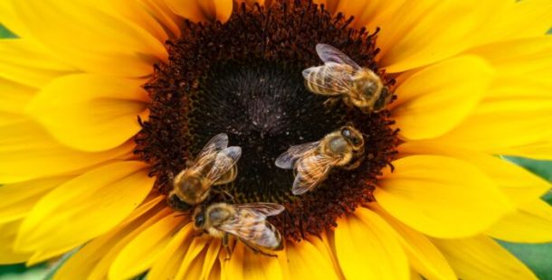 api nettare polline girasole