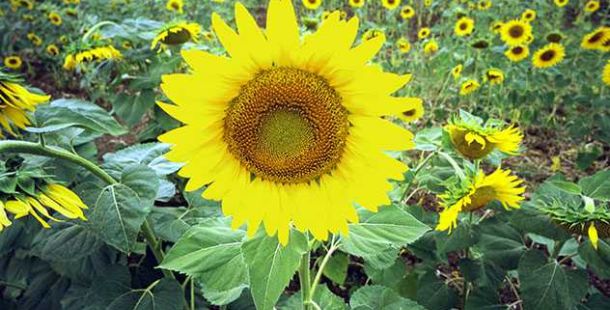 girasole