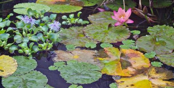 giardino-acquatico-ninfee-garden-club