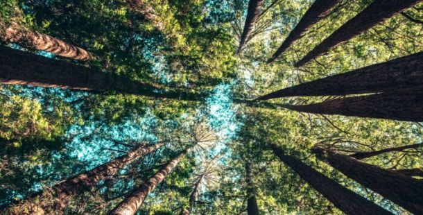alberi bosco cielo