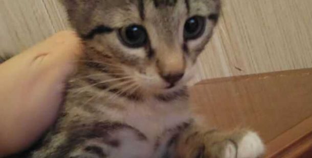 pepe-gatto-gatti