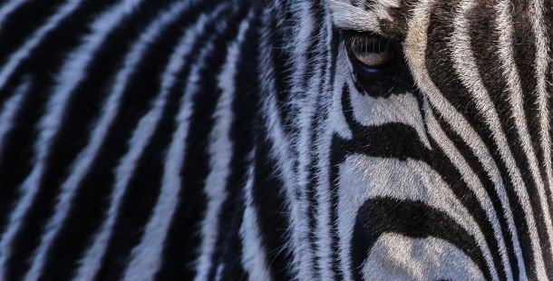 zebra una vita in rima