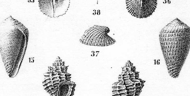 fossili-molluschi-sindaco-Poggio-renatico-Carlo-fornasini