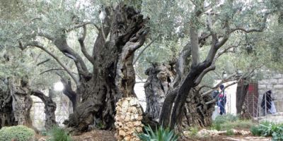 Gerusalemme, Orto dei Getsemani,