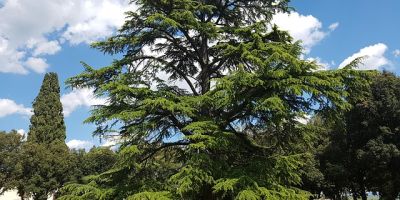 In difesa degli alberi