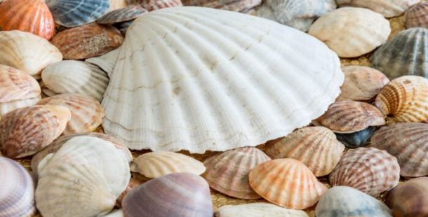 conchiglie mare sabbia