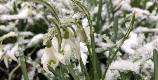 disgelo bucaneve primavera