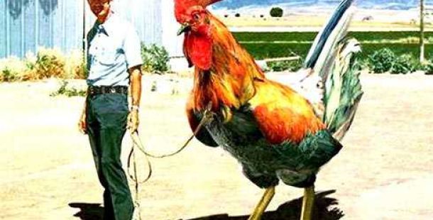 pollo-trilussa