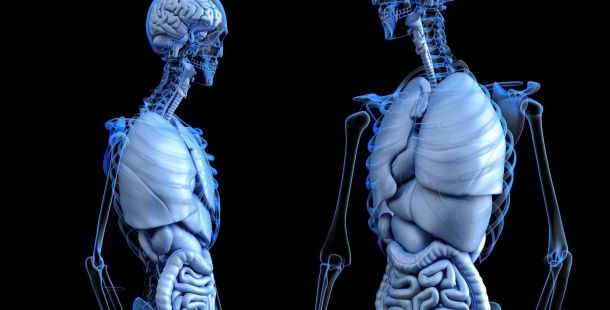 Corpi, anatomia