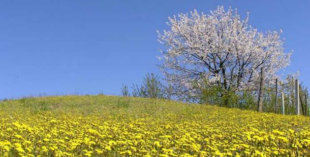 ciliegio in montagna