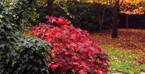 rosso-autunno
