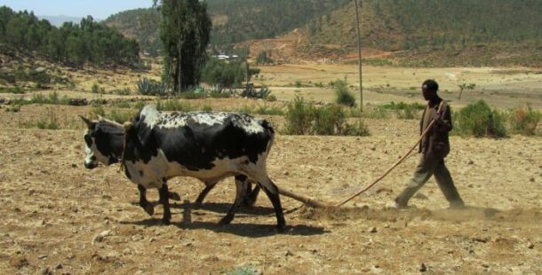 aratro africa campo