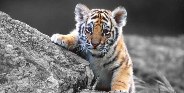 tiger-day