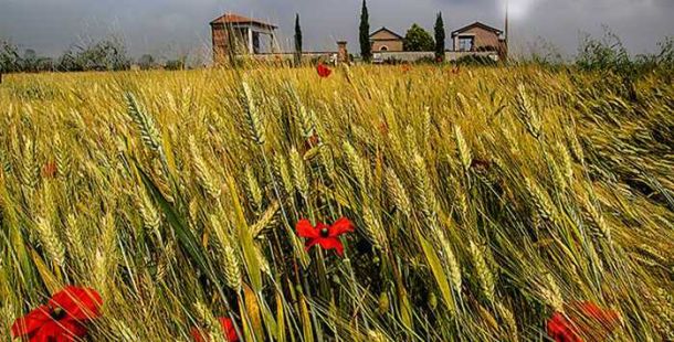 grano-tempesta-parasacco-ferrara-fotoclub-maurizio-tieghi