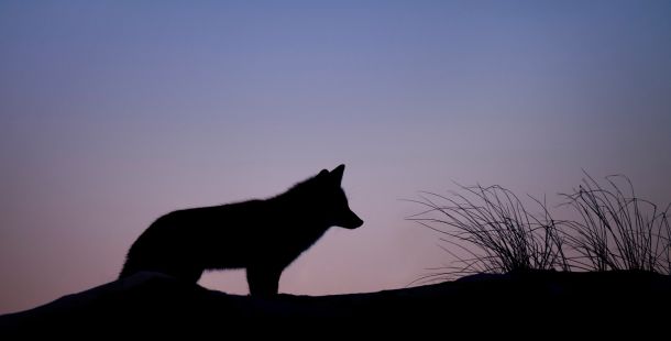 lupo silhouette