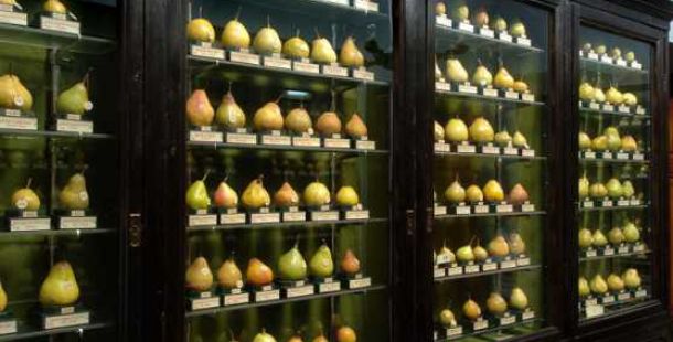 museo-frutta