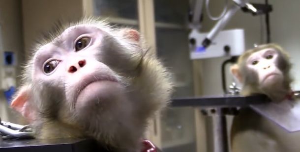 Rendere obbligatori i test alternativi all’uso di animali, una petizione al Parlamento Europeo. Intervista a Massimo Terrile