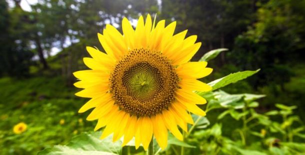 girasole periscopio
