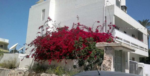 fiori-cemento
