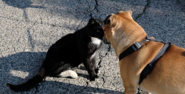 cane gatto amicizia