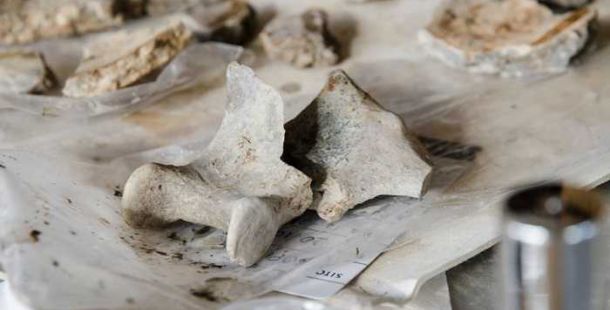 terramare-pilastri-museo-archeologico-ferrara