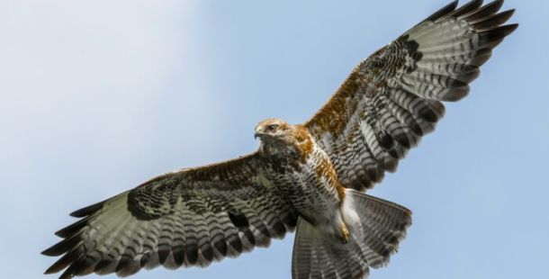 falco volo distanza